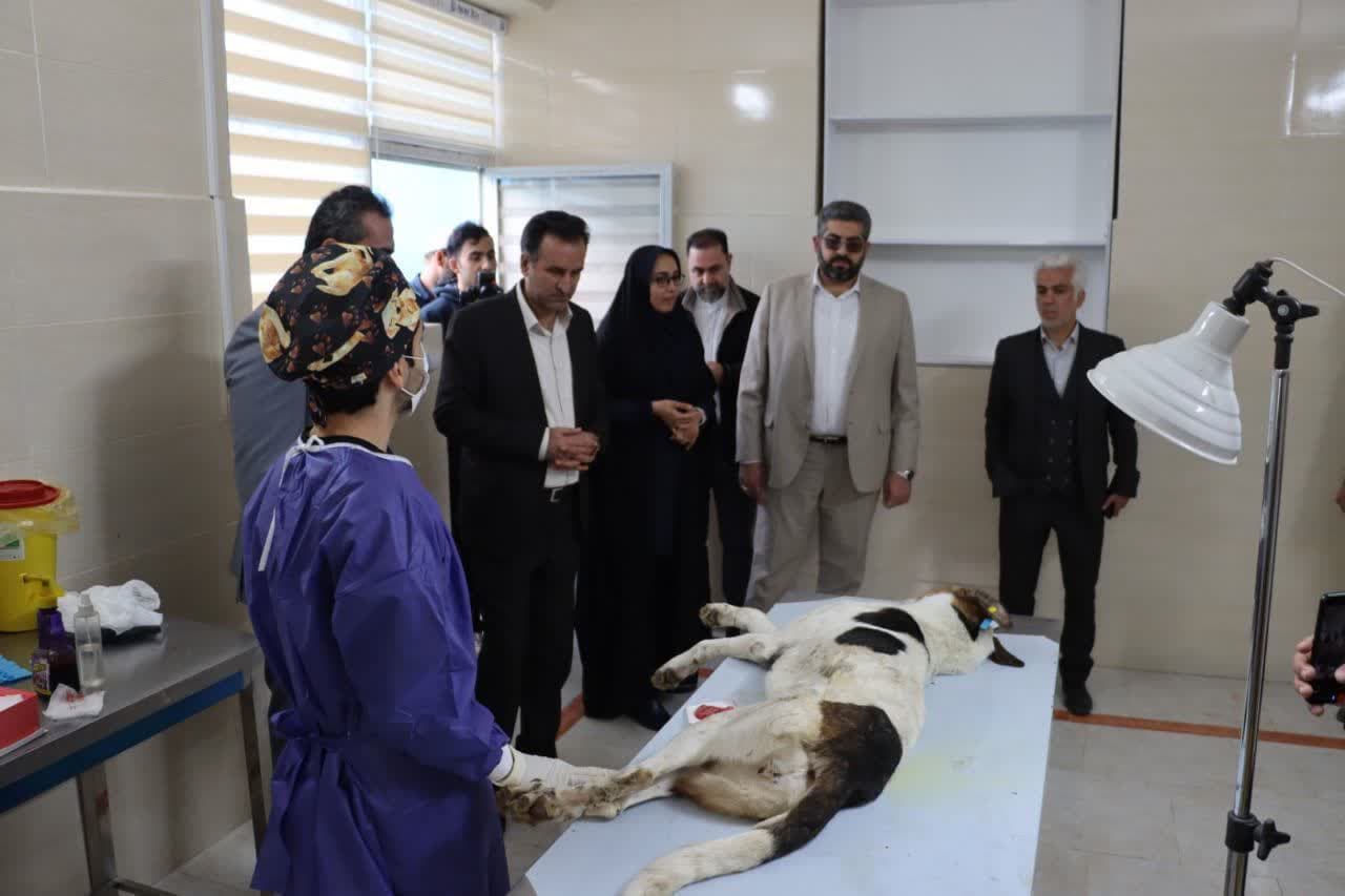 اجرای طرح عقیم‌سازی سگ‌های ولگرد برای کنترل جمعیت سگ‌ها