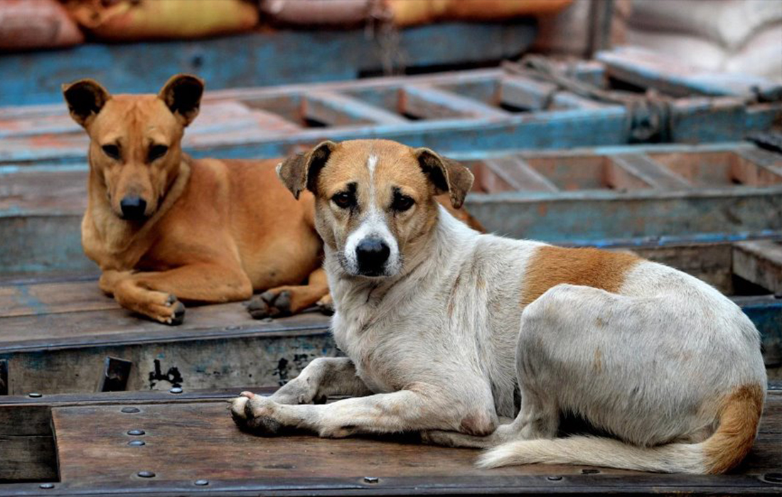 سگ‌های ولگرد