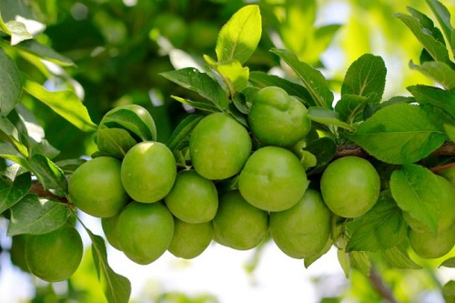 گوجه سبز شهریار